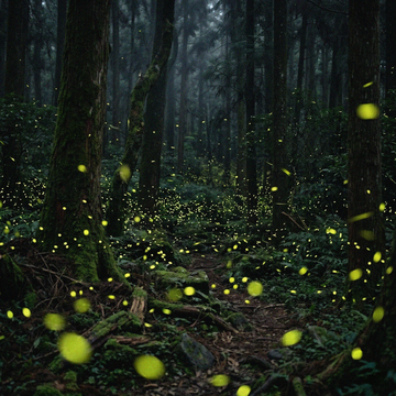 台灣春末山林露營夜晚場景，森林中自然飛舞的螢火蟲與微弱營地光線